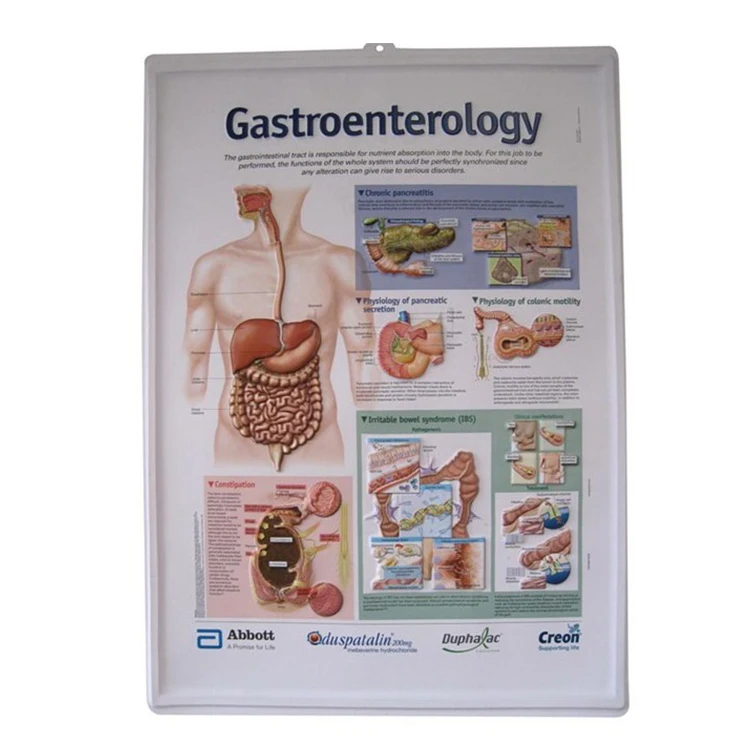 
3D образовательные медицинские Обучающие настенные таблицы по анатомии людей и легких, 3d медицинский плакат 