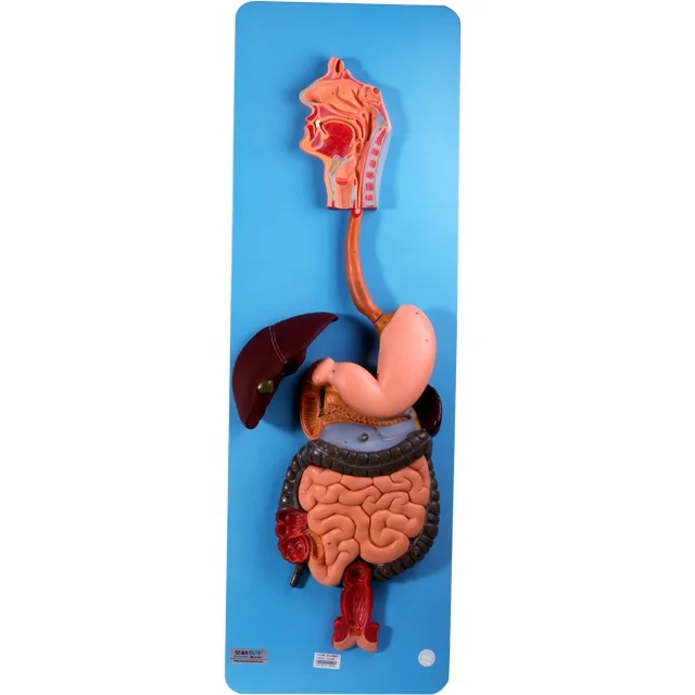 自制胃的模型图片