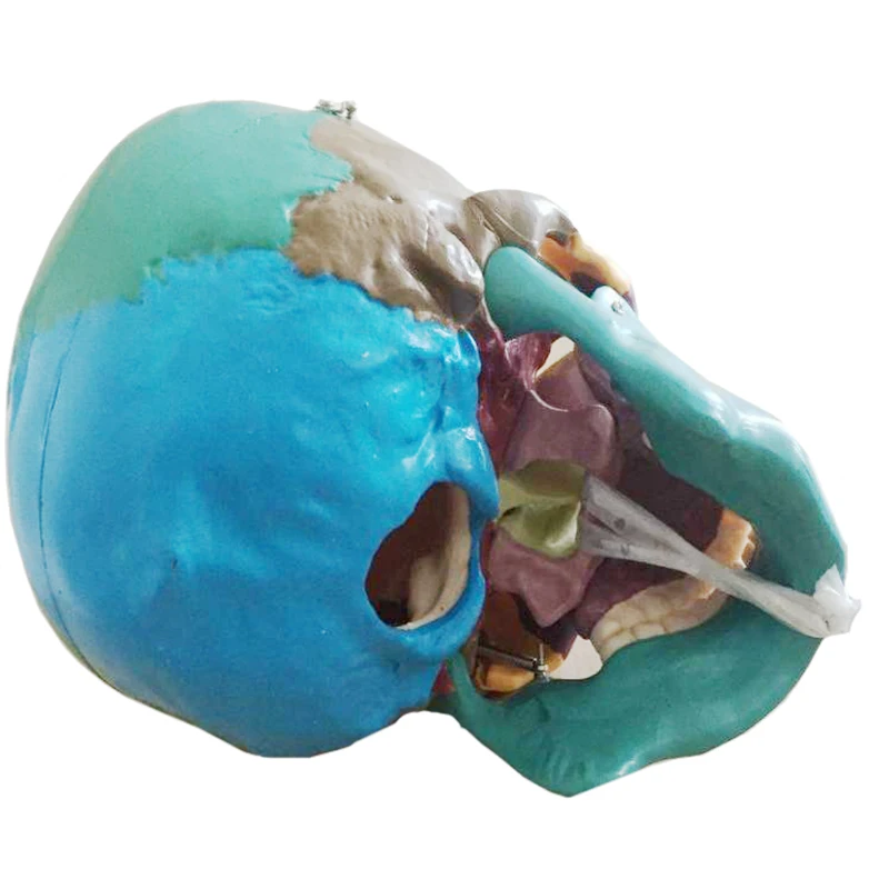 21cm Disarticulated Colored Skull Model For Studying Anatomy