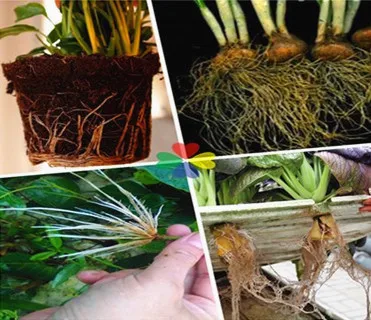 Корневой порошок гормон IBA 3 индолилмасляная кислота IBA от производителей