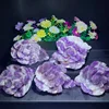 Viola