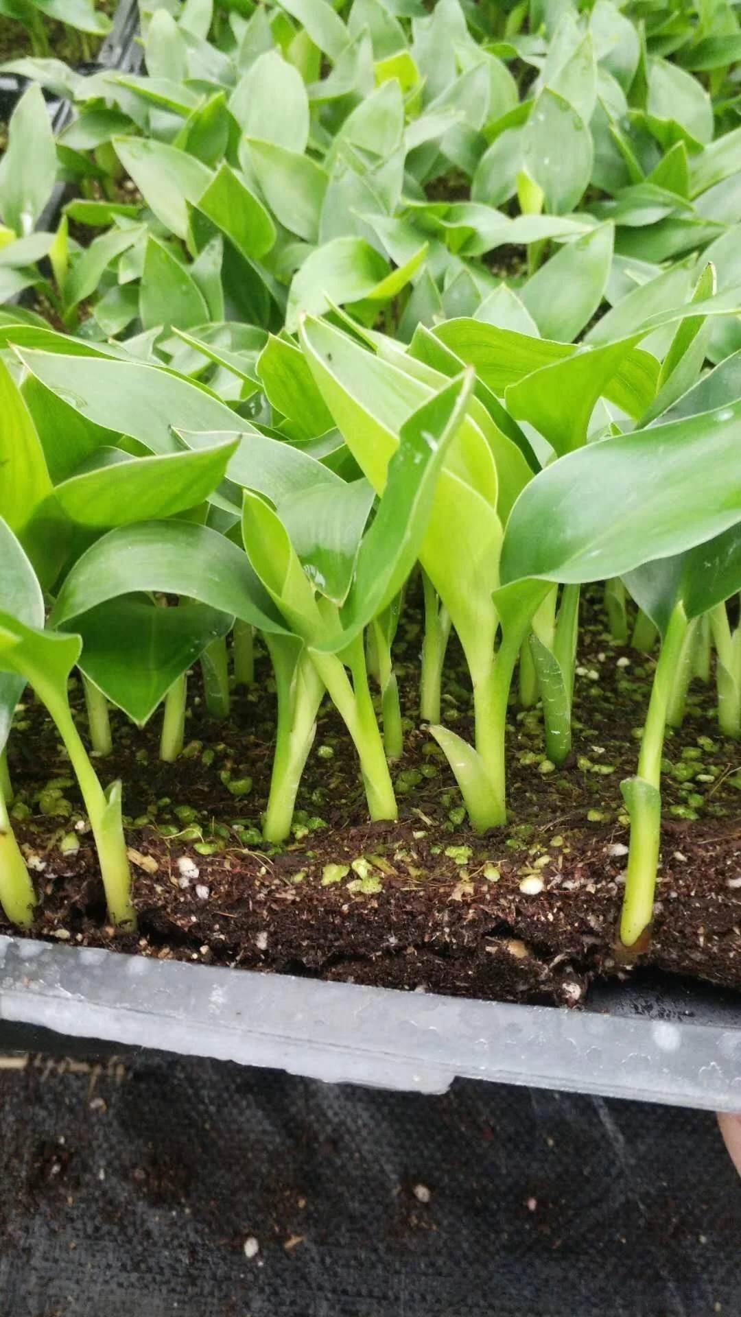 Завод рассады небо