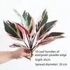 Hosta-H3 a 10 foglie