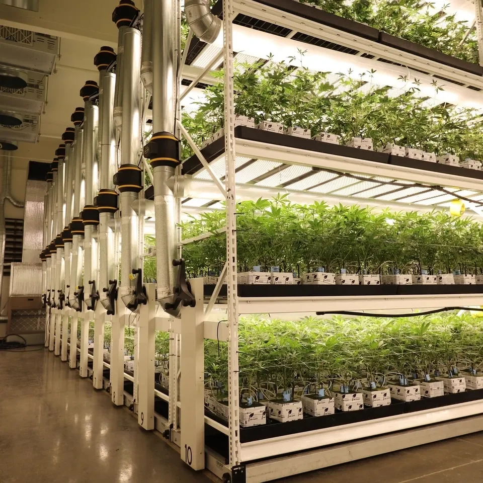 Multi Level Vertical Growing Rack System Rolling Benches With Inifity Tray Buy Greenhouse Gear