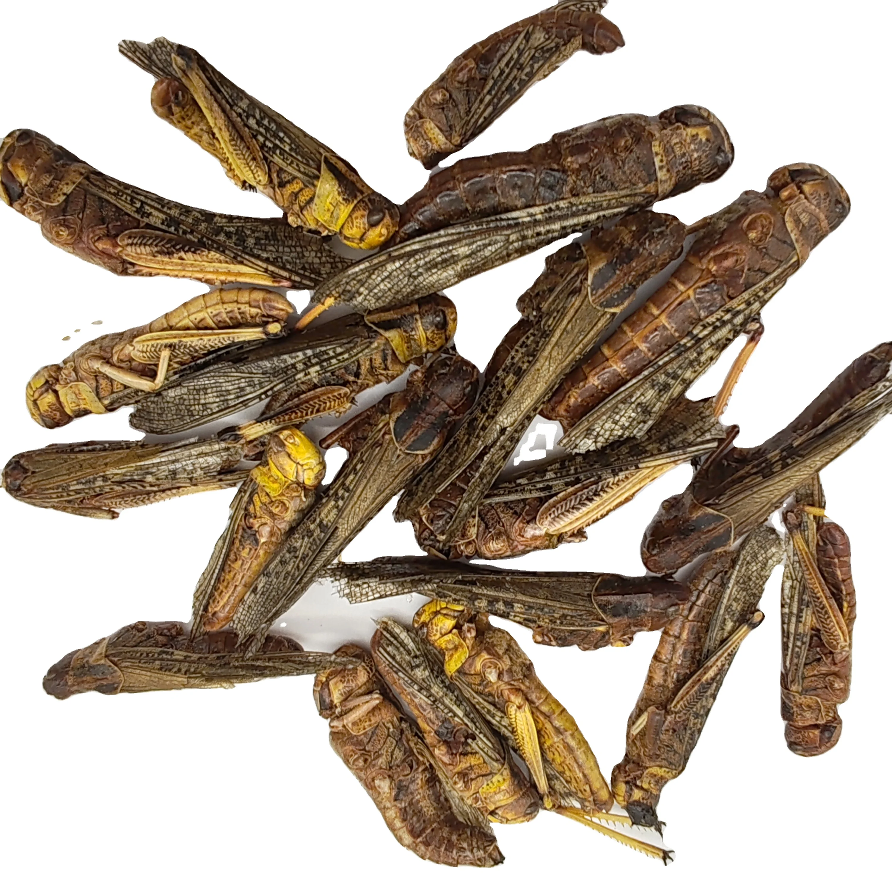 High Quality Pet Products of Freeze Dried  Grasshopper Fish Feed