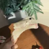 Conejo volador