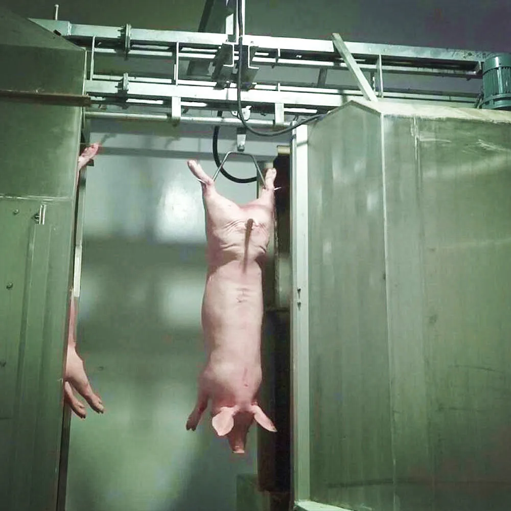 Pig slaughterhouse equipment new pig slaughtering production line with pig soaring band saw