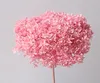 sakura pink