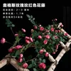 1.75 meters tall, magenta Augsburg rose vine