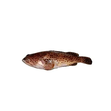 丸ごと冷凍新鮮ハタ魚茶色斑点ハタ魚ネプチューン青斑点ハタ Buy 白ハタ魚斑点ハタ魚全体冷凍新鮮なハタ魚 ライブハタハタ魚ファームハタ魚販売ハタ魚 ハタ魚カナダ 白ハタ魚赤ハタ魚新鮮なハタ魚価格ハタ魚冷凍 Product On Alibaba Com