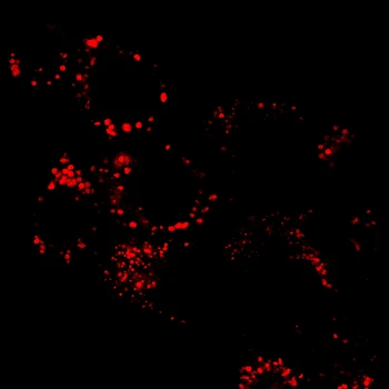 AIE Lysosome Stain Red