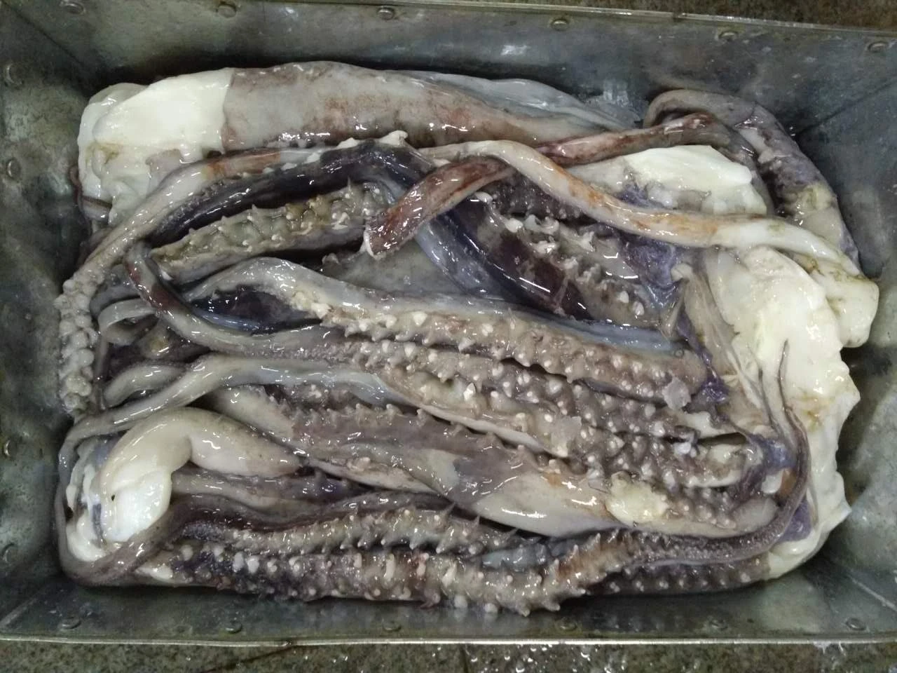 X6625 Frozen Giant Squid Head Manufacturer High Quality Wholesale Tentacles 1kg+