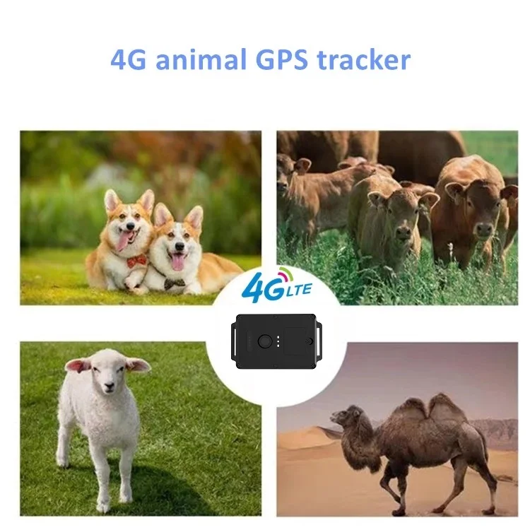 4g Sheep Gps Tracker 4 Activity Monitoring System For Cow Horse Cattle ...