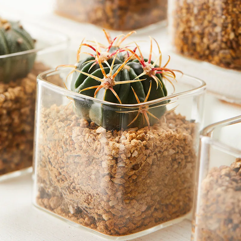 Pot De Fleurs Transparent Avec Soucoupe Pour Orchidées Et Cactus - Trous D'Aération, Matériau ABS - 6