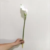 YL80450 blanc