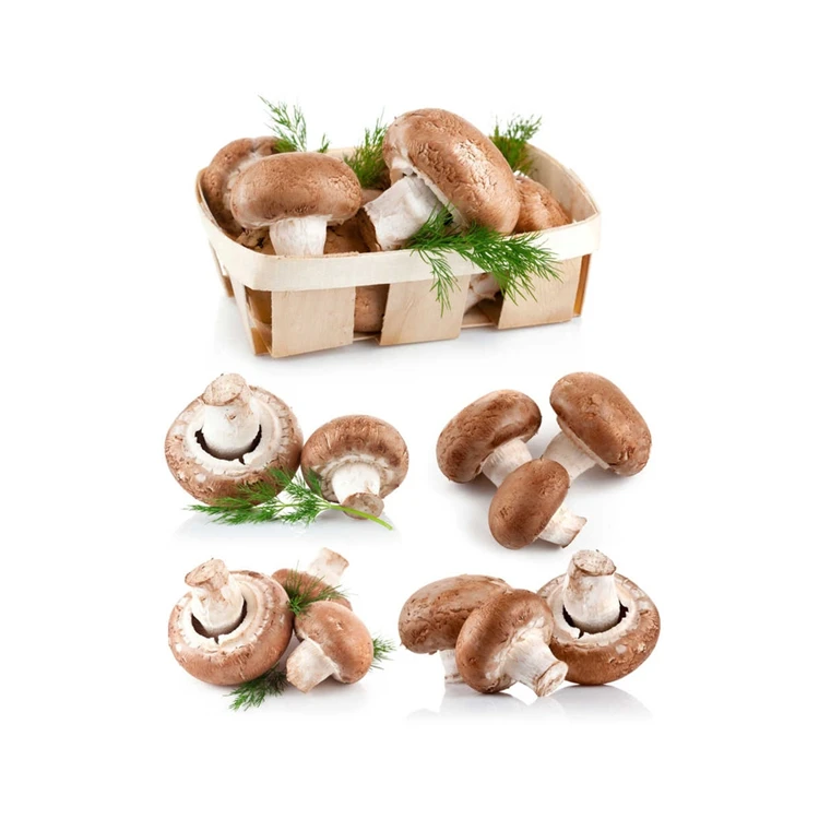 Традиционные поделки, дикий хороший вкус, коричневый гриб шиитаке для домашнего пользования