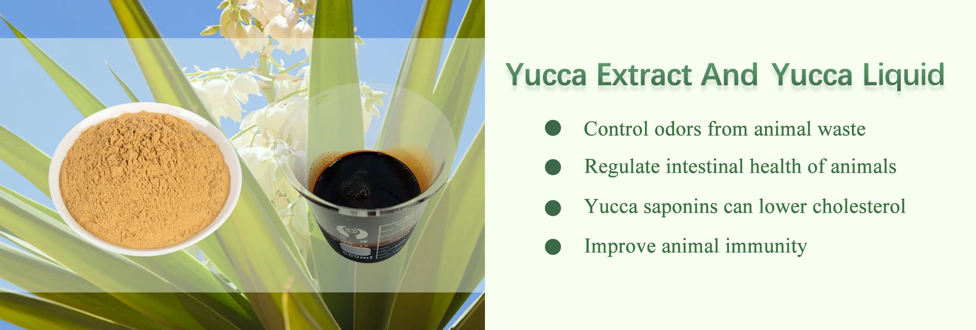 yucca extract powder supplier