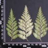 MH688 Fougère à chevreuil 7-10cm vert 12pcs