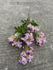23# - High branched texture rue - purple