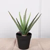 Petit pot d'aloe vera (35cm)