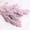 Pink purple