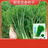 13# Cortar chervil