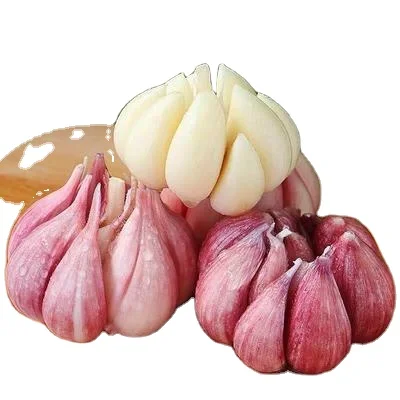 2020 China farming new crop high quality for sale fresh garlic white garlic price per kg