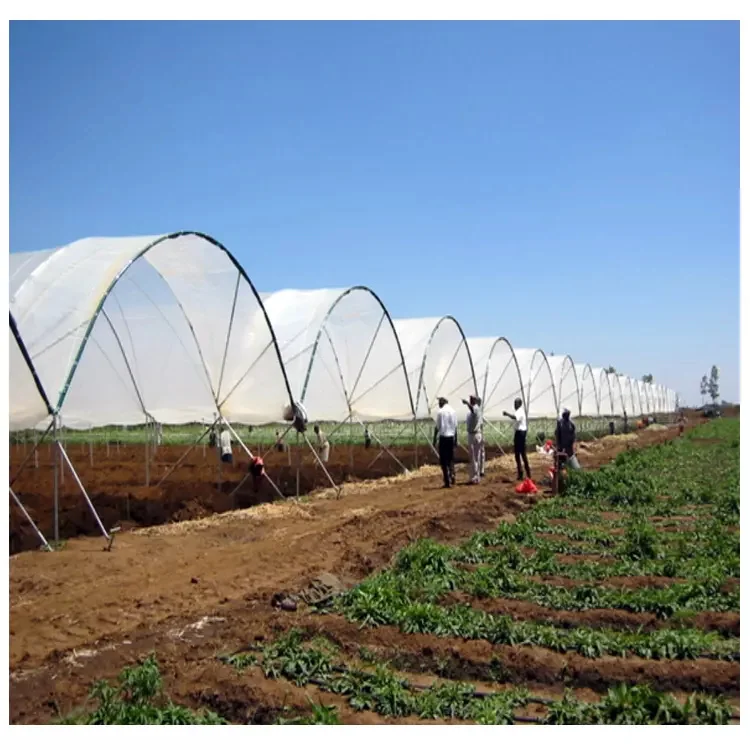 Large Size Multi-Span Greenhouse with PE Material for Grape and Cherry Cultivation