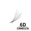 C6D
