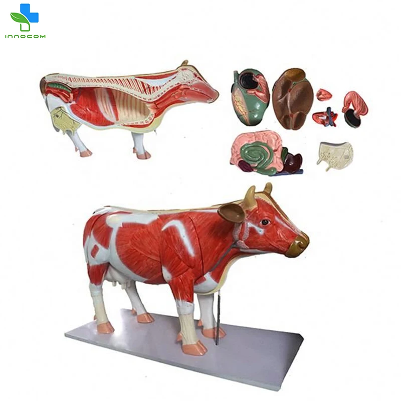 Educational Cow Anatomy 3D PVC Model Medical Anatomic Livestock Skeleton for Acupuncture Free Cow Anatomical Animals Model
