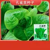 2# Planta de Pluma de Pavo Real