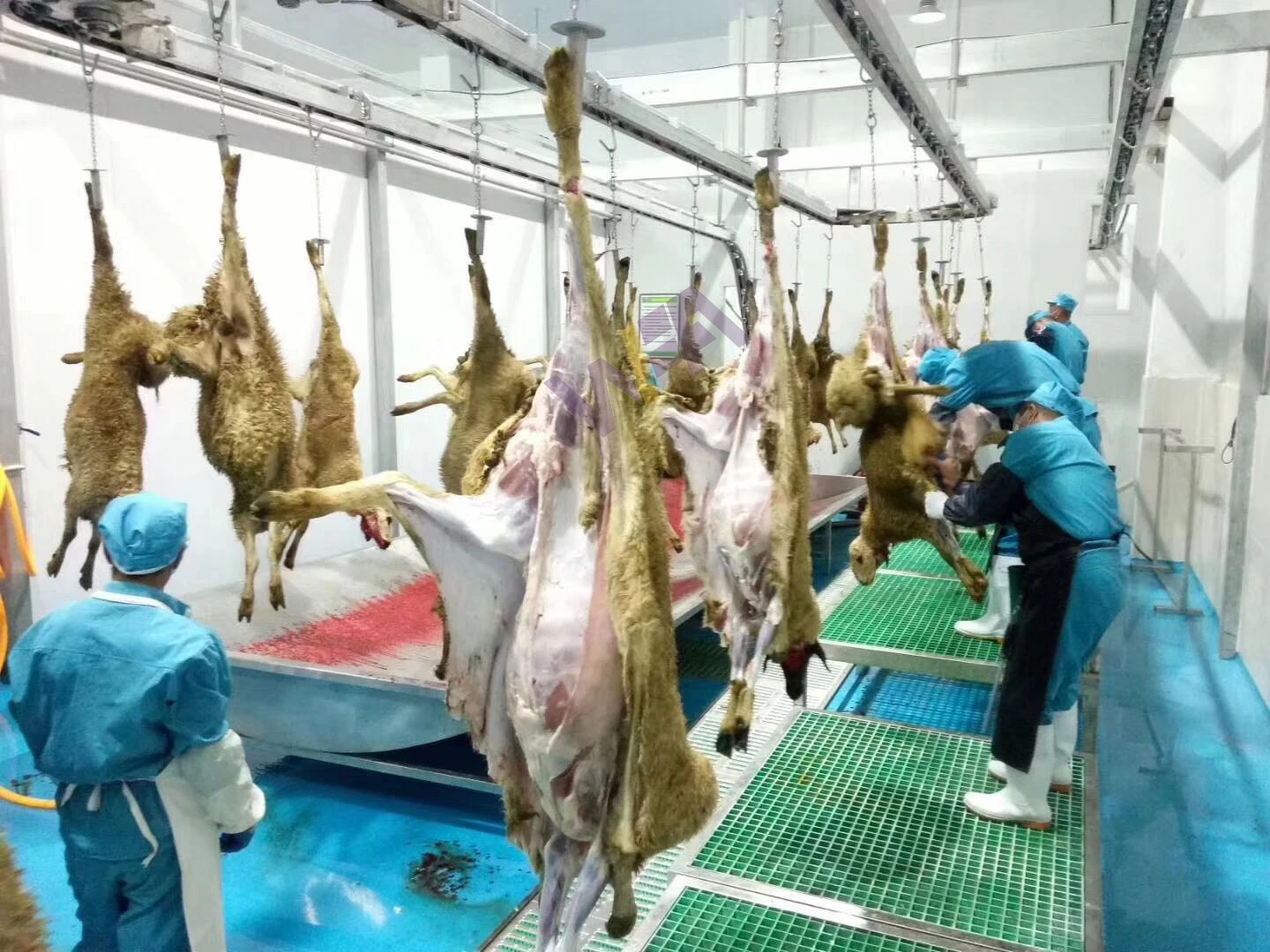 Halal Slaughter House Line Lamb Slaughtering With Mutton Meat Processing for Sheep Abattoir