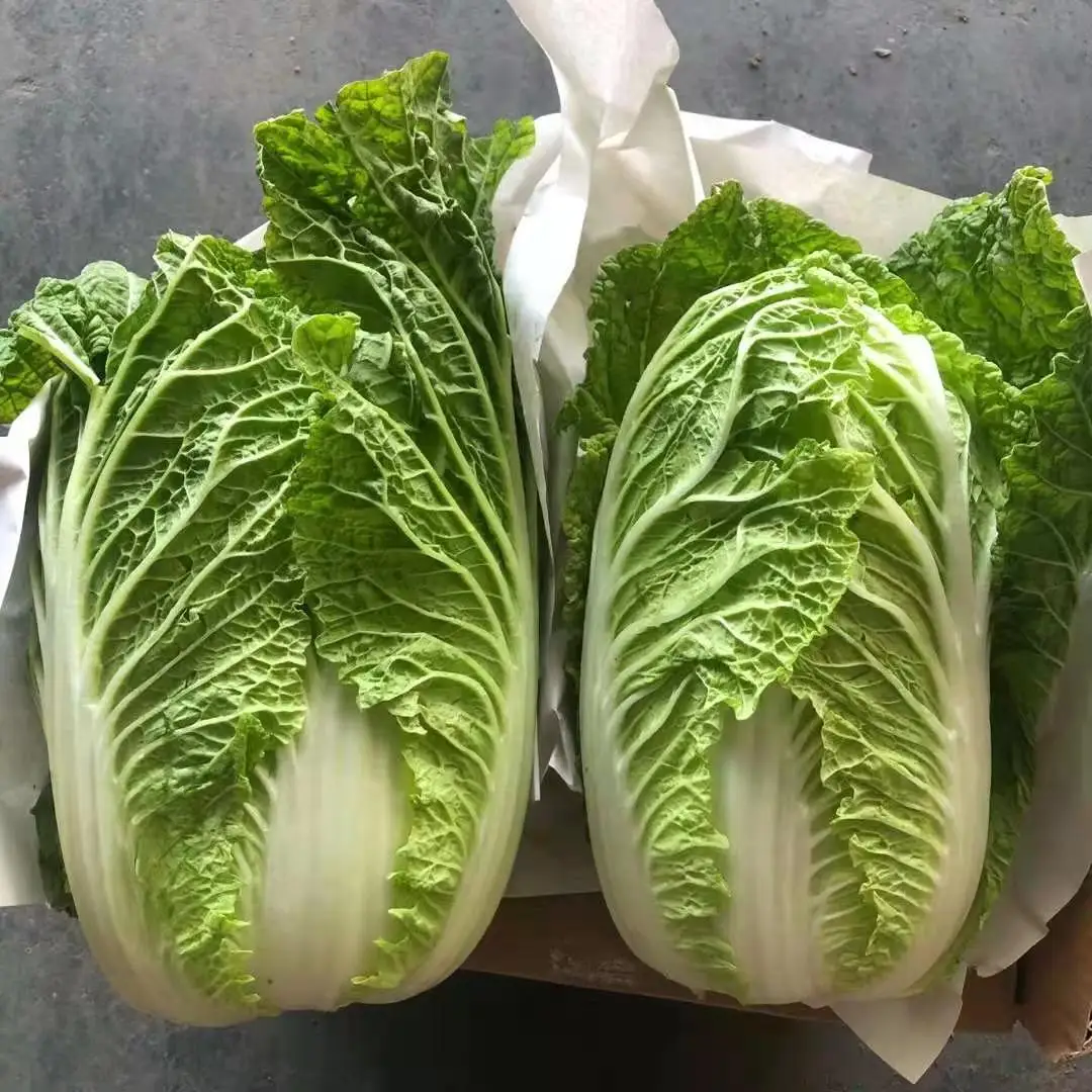 Renhe Beijing Cabbage Factory - Fresh Chinese Cabbage
