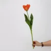 Monet Tulipano (arancione)