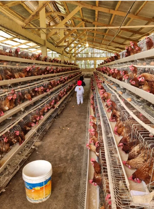 Semi Automatization a Type Automatic Fully Baby Chicken Cage for Sudan Farms