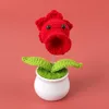 Flame shooter potted plant