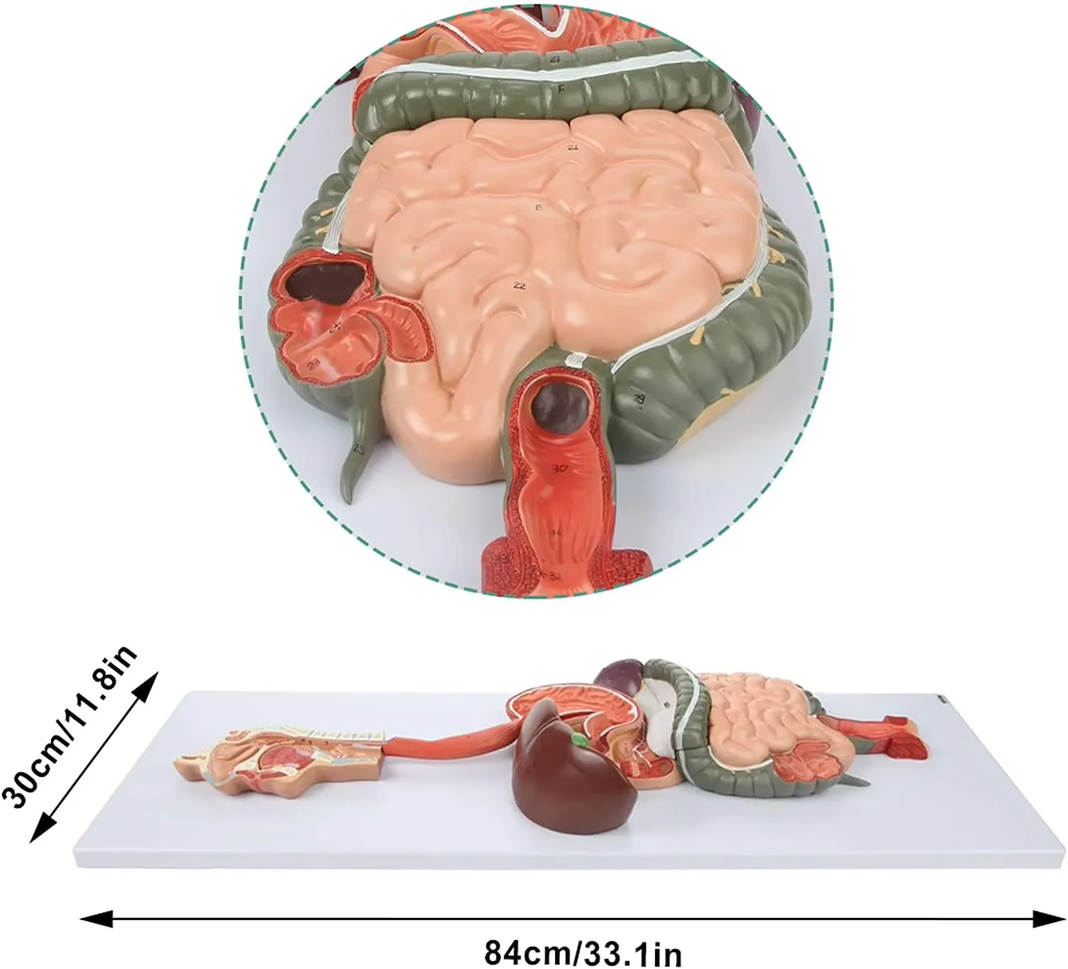 3D Human Digestive System Anatomical Model for Medical Science Teaching