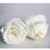 rose head