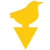 yellow Little bird