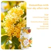 Osmanthus withclear sky after rain