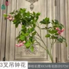 Three-pronged bellflower, pink