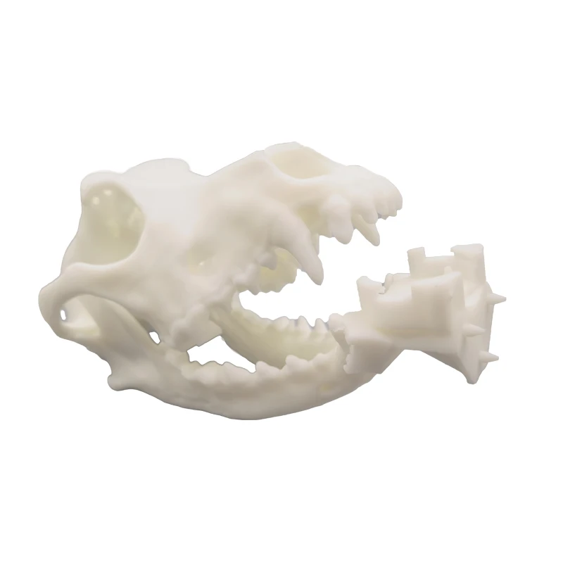 Animal Skull Ornament Resin Craft Simulated Animal Bone Model For Teaching