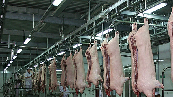 Pig Mother Slaughterhouse Automotive Pig Offal Quarantine Equipment