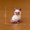 No.8 Gatto siamese