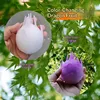 colorful B008 chameleon fruit