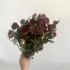 Violeta