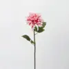 Rosa Rubor - Dalia