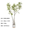 Ficus altissima à bords jaunes, Type A (115 feuilles), 180 cm