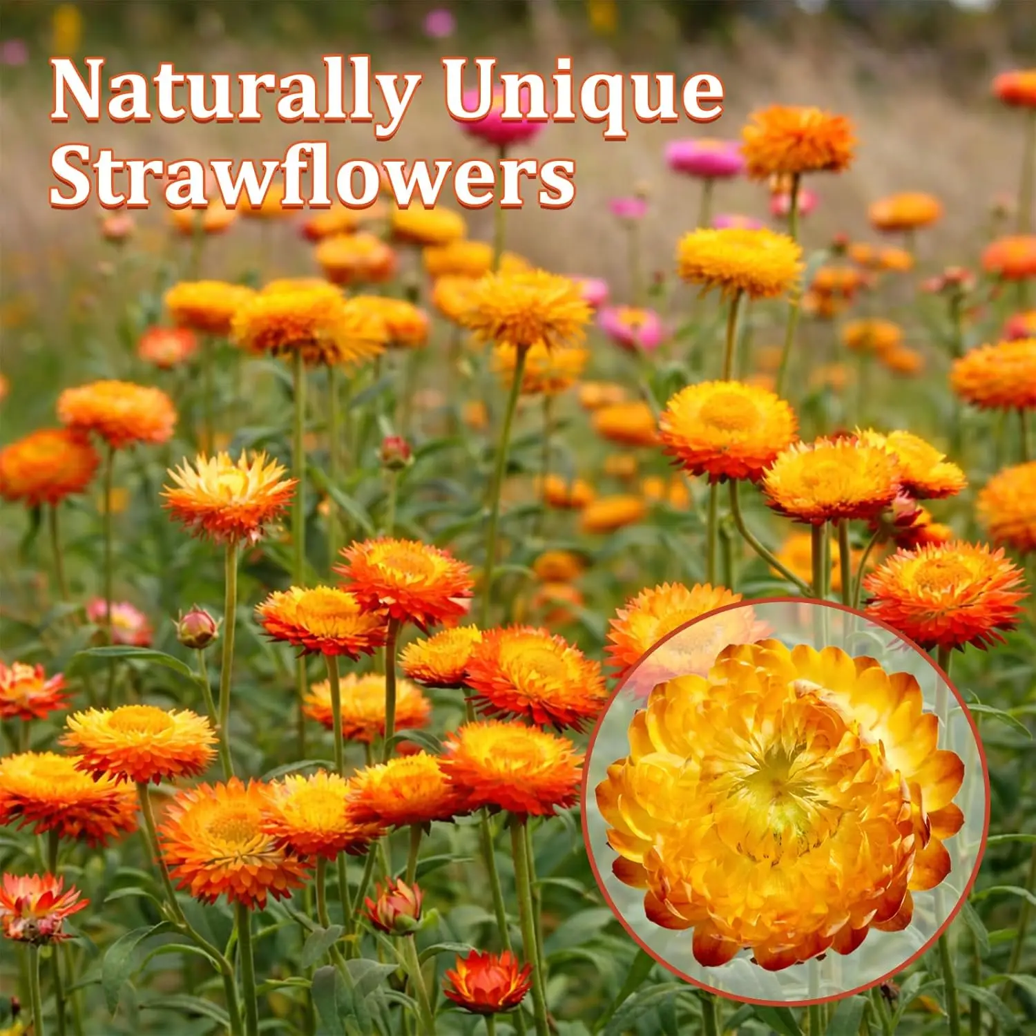 Dried Chrysanthemum - Wholesale Bulk & Private Label Hc8031da9d43447b3a76c610c52dc6283y