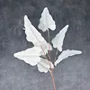 Feuille de Calla Blanche